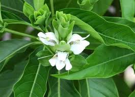 Ayurvedic medicine for cough is Adulsa