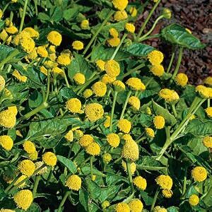 Apamarg kshar benefits