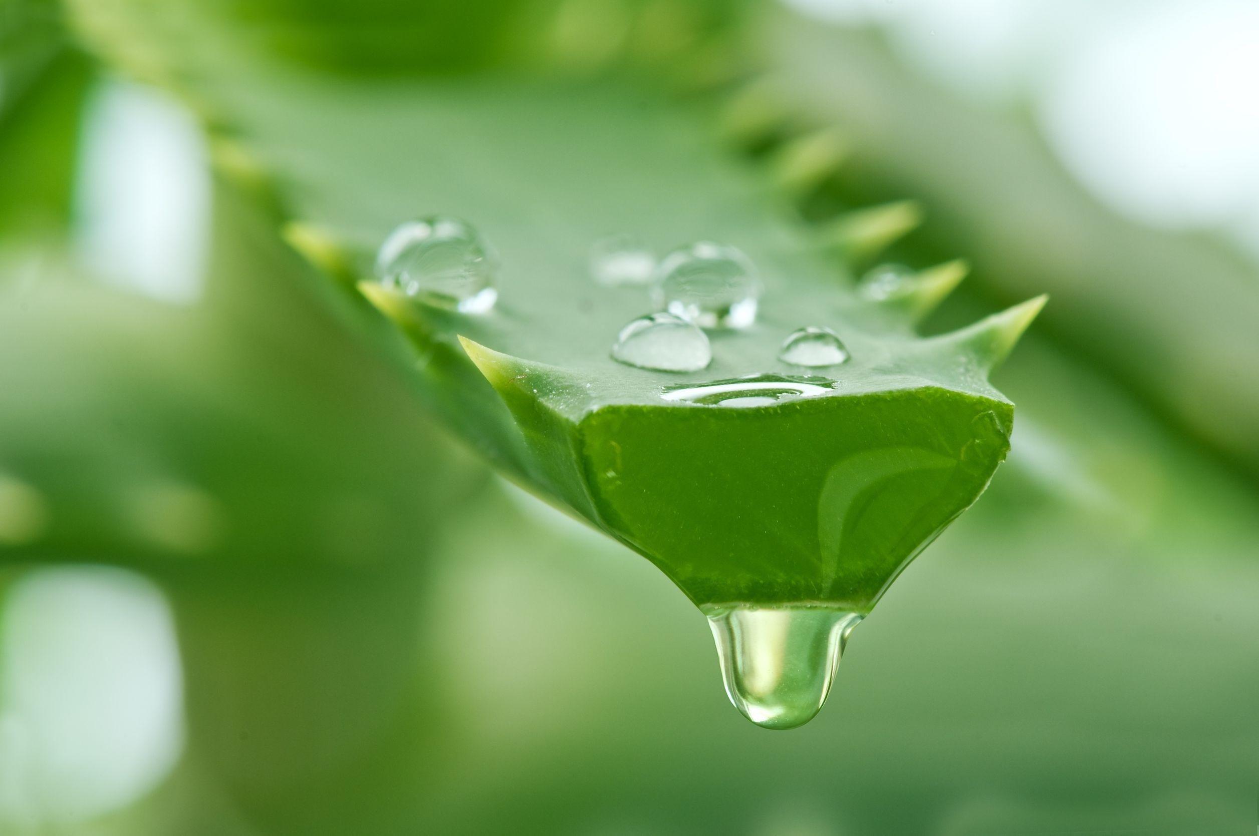 aloevera benefits