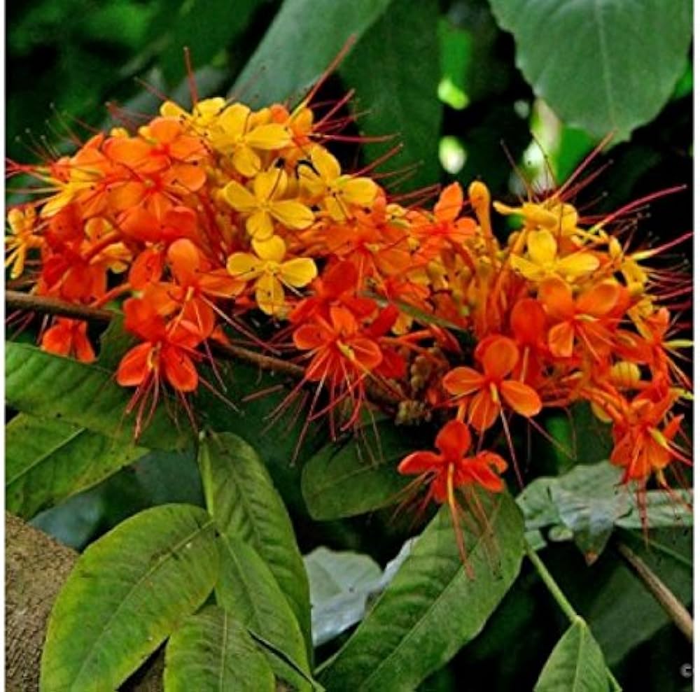 ashoka plant benefits