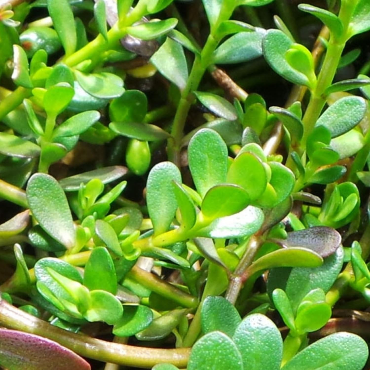 Brahmi bacopa monnieri benefits