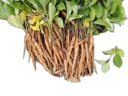 Anantmool benefits, uses, home remedies