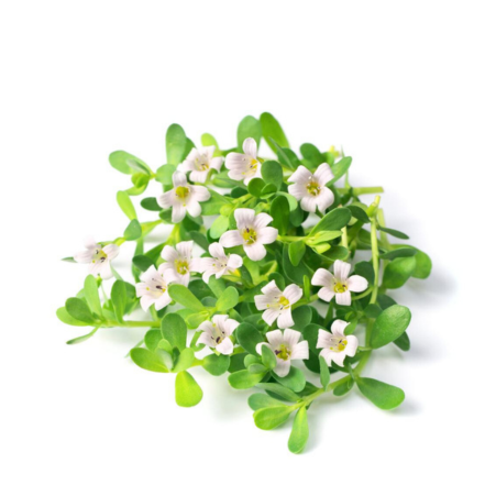 Brahmi (Bacopa monnieri) benefits uses