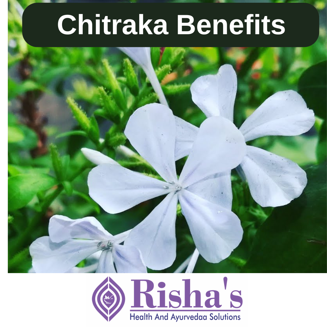 chitraka benefits