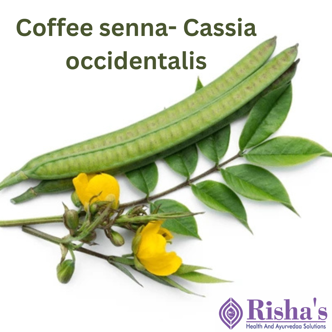 coffee senna - cassia occidentalis