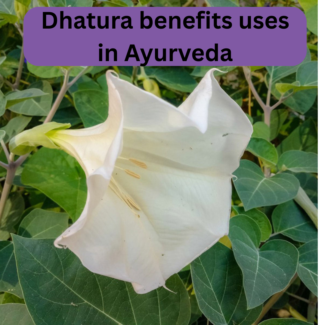 dhatura