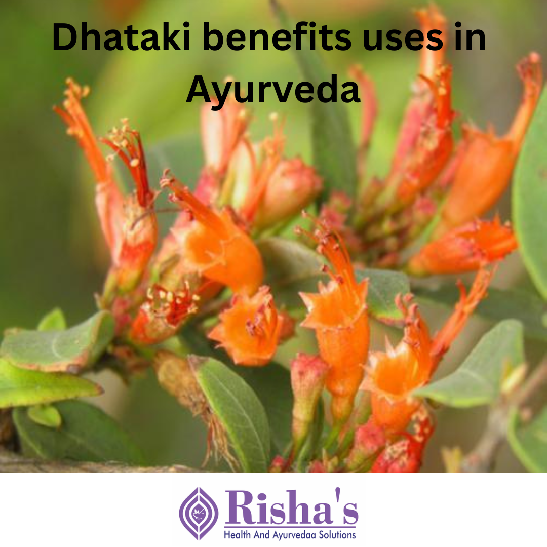 dhataki benefits