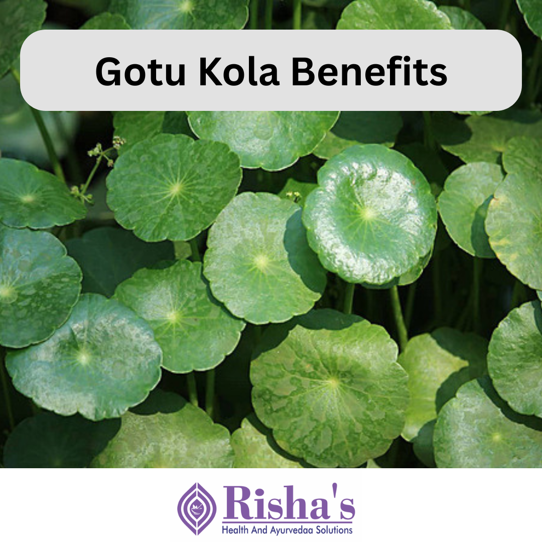 gotu kola benefits