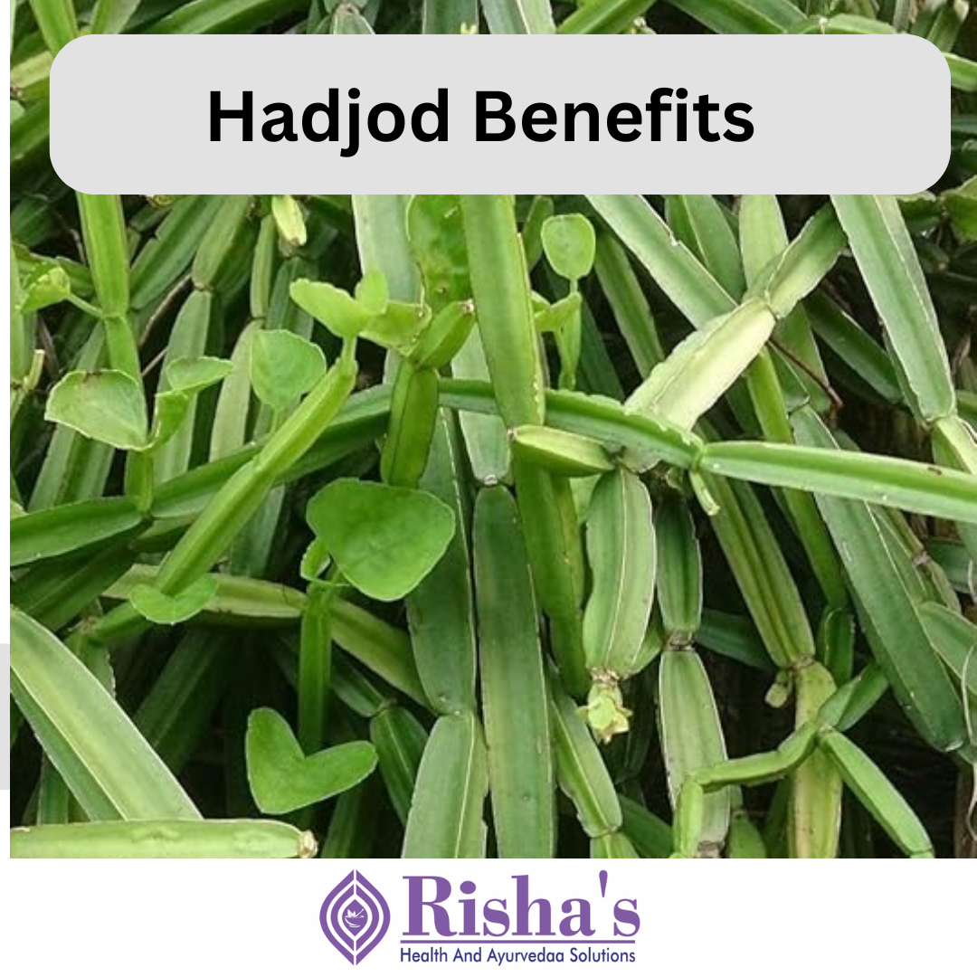 hadjod benefits