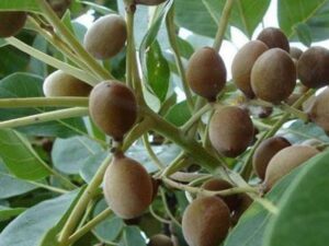 baheda benefits