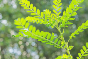 bhumi amla plant with leaves and small fruits have lots of fayde