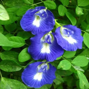 aparajita benefits