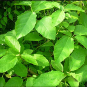 danti benefits