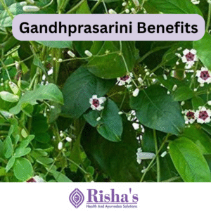 paederia foetida benefits