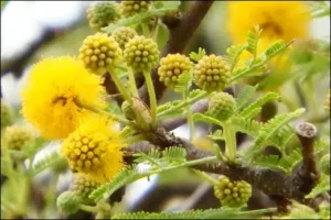iremeda benefits
