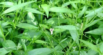 Kalmegh benefits and uses - Ayurvedic Treatment for Digestion & Joint