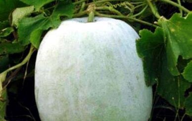 ash gourd juice