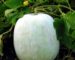 ash gourd juice