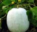 ash gourd juice