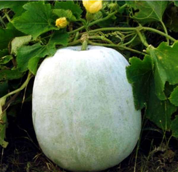 ash gourd juice
