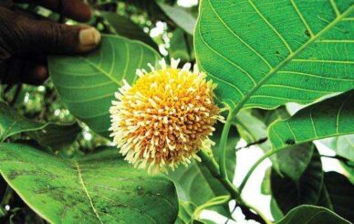 kadamba tree benefits