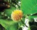kadamba tree benefits