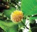 kadamba tree benefits