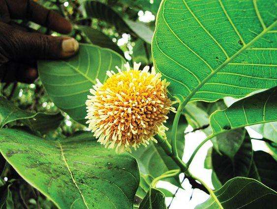 kadamba tree benefits